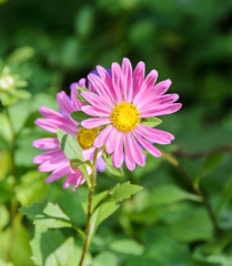 Pink Chrysanthemum flower, mums or chrysanths, genus Chrysanthemum in the family Asteraceae, green field, close up.