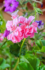 Fototapeta na wymiar Pink Pelargonium, Geraniums flowers, close up, bokeh outdoor background.