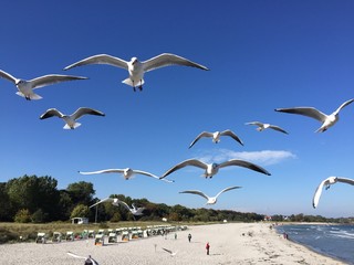 Möwen am Ostseestrand