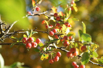 Маленькие яблоки на яблоне