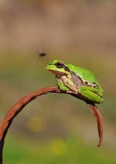 Tree frog