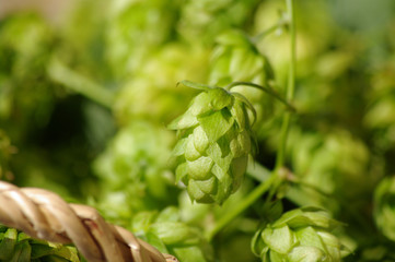 hop plant