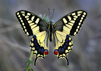 Papillon machaon