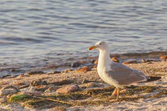 Yellow-legged gull