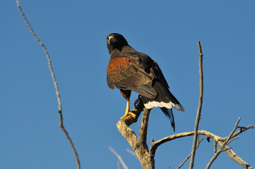 Harris Hawk resting in tree in southern Arizona.