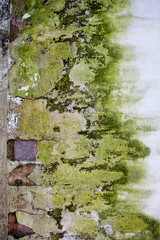 Old stone brick wall covered with green mould