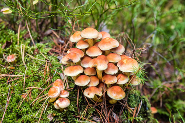 Pilze im Wald