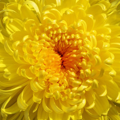 Yellow  chrysanthemum flower.  Closeup.Macro. Nature.