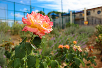 Rosa rosa
