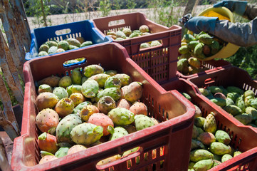 Fruit boxes full of just picked prickly pears of the variety called bastardoni
