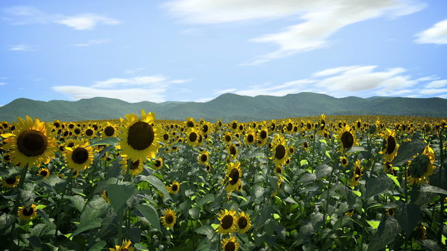 Sunflowers Following Sun