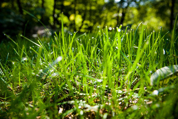 Grass wet with dew in the morning sun in the autumn park on a background of trees