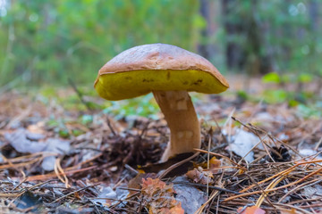 mushroom in a autumn forest