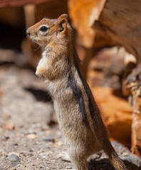 Golden-mantled Ground Squirrel