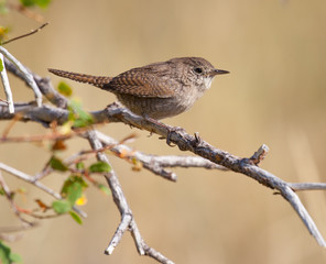 House Wren Perched on a Branch
