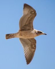 Immature California Gull Flying