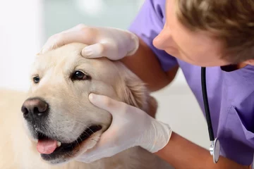 Poster Professional vet examining a dog  © zinkevych