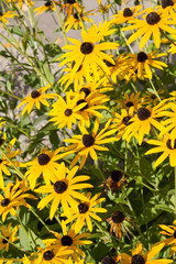 Sonnenhut (Rudbeckia fulgida)