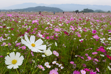 奈良県藤原京跡の秋桜