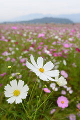 奈良県藤原京跡の秋桜