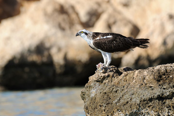 Osprey with the prey on the stone