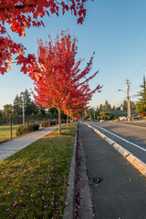 Autumn Orange In Des Moines 9