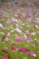 奈良県藤原京跡の秋桜