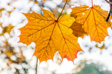 Am Doberaner Münster
