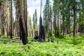 Burnt giant sequoia tree Sequoiadendron giganteum in Sequoia Nat