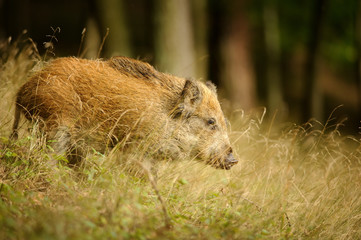 Wild boar in long yellow grass