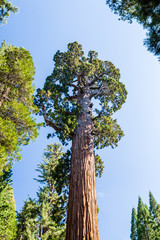 Giant sequoia tree Sequoiadendron giganteum in Sequoia National