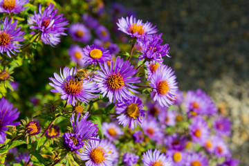 Fototapeta premium Neubelgische Aster (Aster novi-belgii)