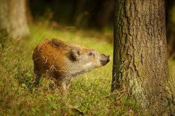 Wild boar baby sniffing to the tree trunk