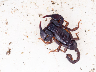Small black brown European scorpion, found Italy.