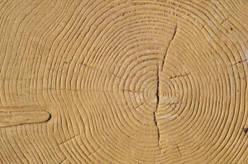 Naklejka premium I cut down a tree