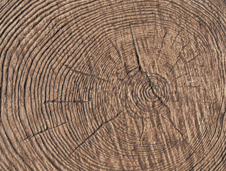 Naklejka premium I cut down a tree