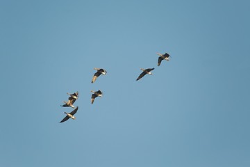 Geese Flying