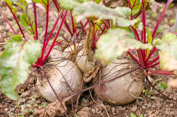 Beetroot.