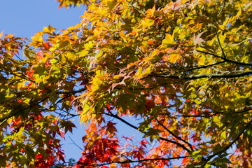 Baum mit wunderschönem farbigen Herbstlaub