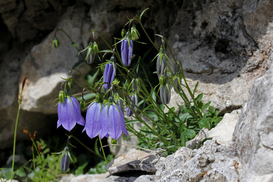 Campanula Nana (campanula Cochleariifolia)