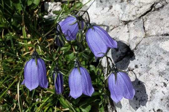 Campanula Nana (campanula Cochleariifolia)