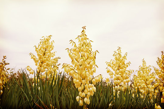 Yucca Flower, Tree Of Happiness