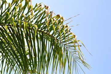 Queen palm frond background.