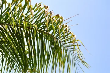 Crédence de cuisine en plexiglas Palmier Queen palm frond background.