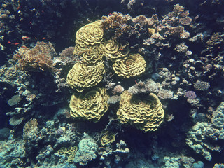 corals view