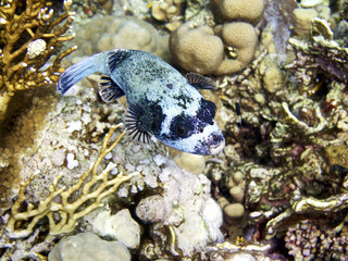 pufferfish on corals © Pierluigi Leggeri