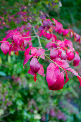 Fl&uuml;gel Spindelbaum (Euonymus alatus) mit seiner auff&auml;lligen Blattf&auml;rbung