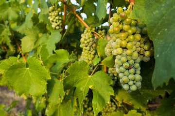 Weing&auml;rten/ Weintrauben in &Ouml;sterreich
