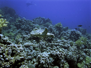 sea turtle in seascape