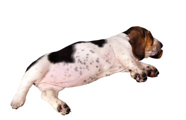 Basset hound puppy sleeping